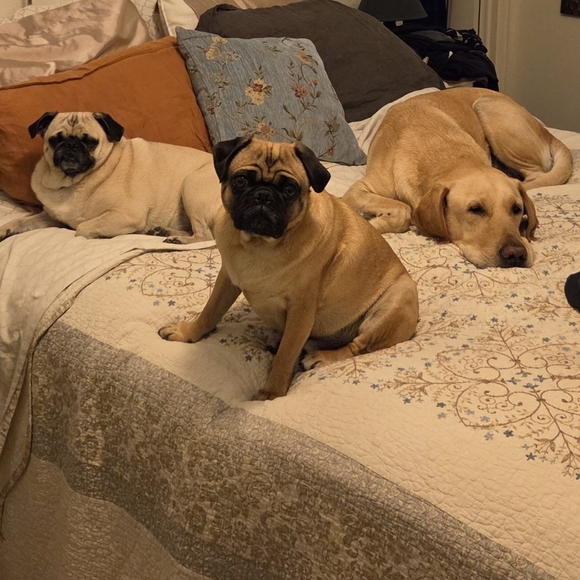 Cognar Fjallhersir är rolig och smart. Jag bor i Arizona och jag har två mopsar. - Picture 7 of 12